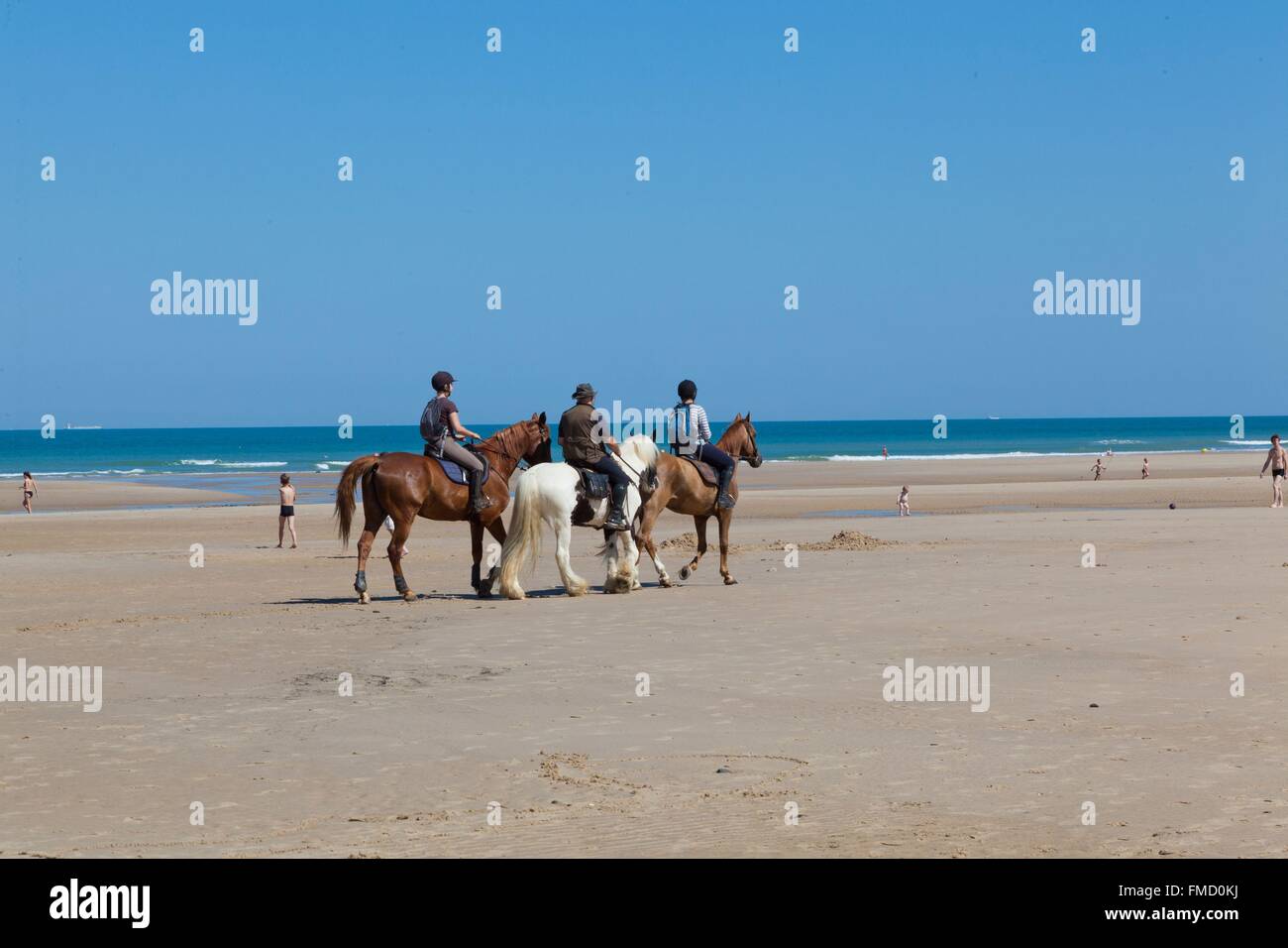 France, Pas de Calais, Wissant, horses on the beach Stock Photo
