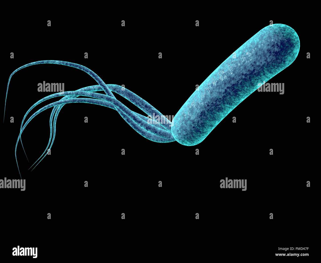 Pseudomonas aeruginosa bacteria, computer illustration. P. aeruginosa is a gram-negative bacterium which causes multiple antibiotic resistant nosocomial (hospital-acquired) infections of different location, including pneumonia, osteomyelitis, peritonitis and wound infections. Stock Photo