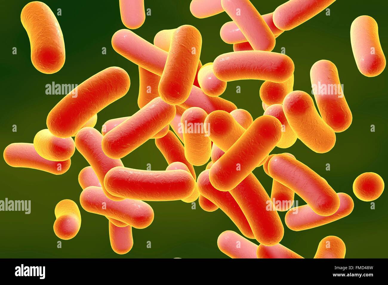 Illustration of rodshaped bacteria. Rodshaped bacteria include