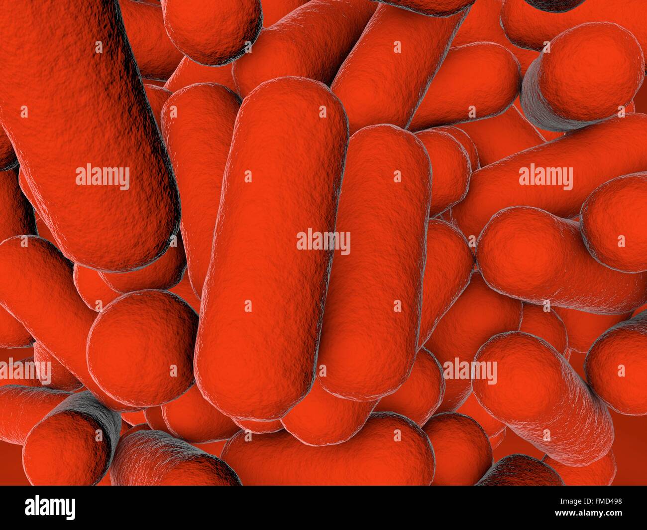 Illustration of rodshaped bacteria. Rodshaped bacteria include