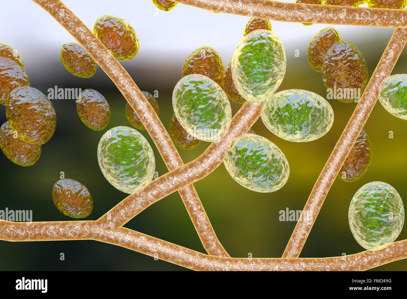 Computer illustration of Trichophyton mentagrophytes, the cause of athlete's foot (tinea pedis) and scalp ringworm (tinea capitus). Both of these contagious skin infections are spread by the fungus's spores (orange). T. mentagrophytes is one of many species of fungi that can grow in human skin, causing inflammation and itching. Athlete's foot and ringworm are treated with antifungal drugs. Stock Photo