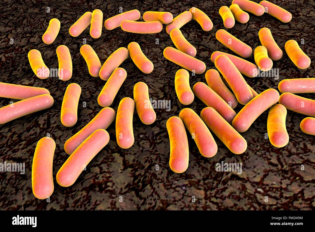 Pseudomonas aeruginosa bacteria, computer illustration. P. aeruginosa is a gram-negative bacterium which causes multiple antibiotic resistant nosocomial (hospital-acquired) infections of different location, including pneumonia, osteomyelitis, peritonitis and wound infections. Stock Photo