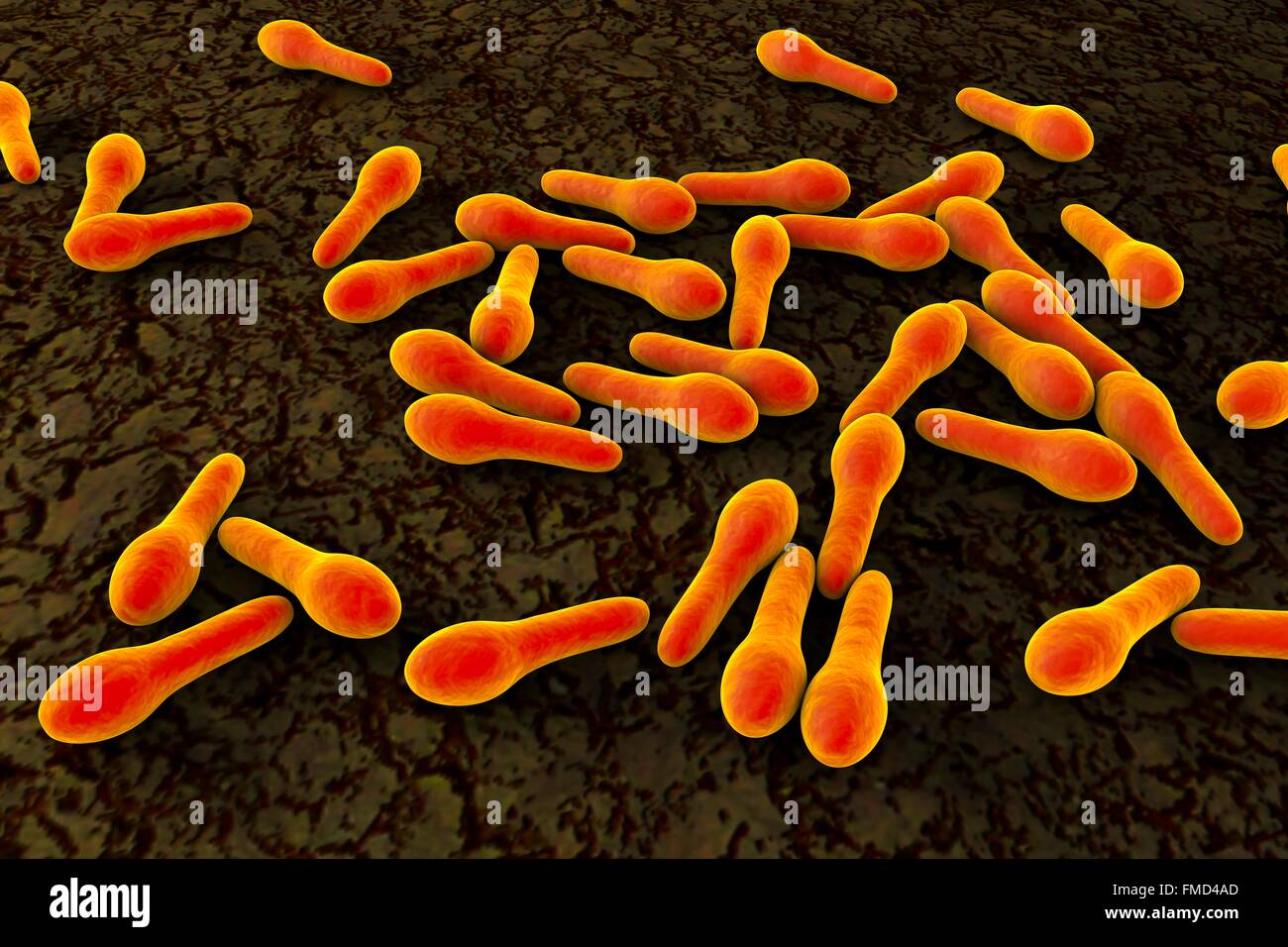 Clostridium tetani bacteria, computer illustration. Clostridium tetani bacteria cause tetanus which develops as a result of contamination of wound by spores of bacteria, mostly found in soil. Stock Photo