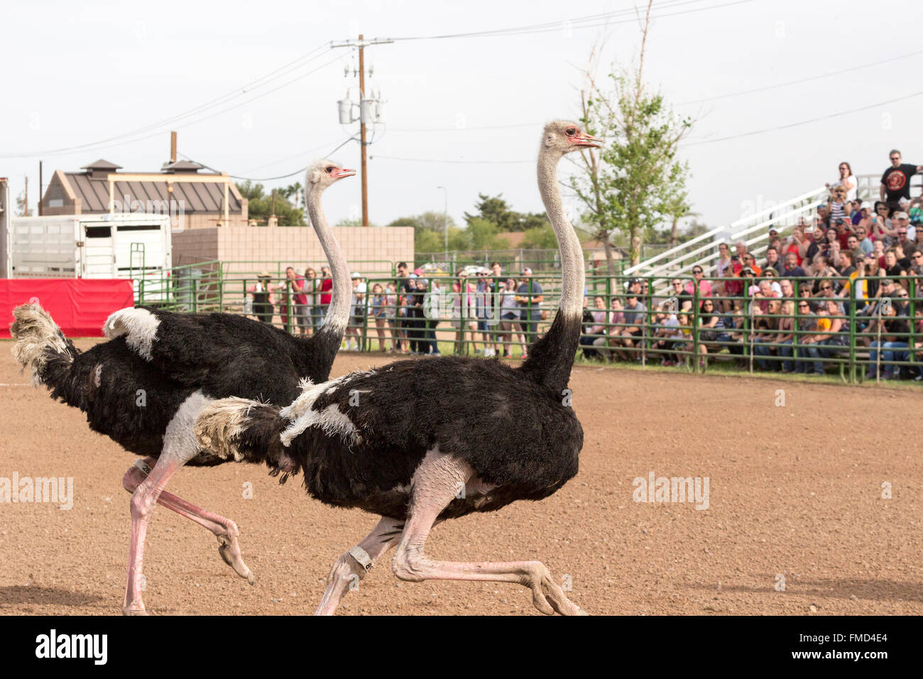 Chandler, Arizona, USA. 11th March, 2016. Ostriches circle the arena