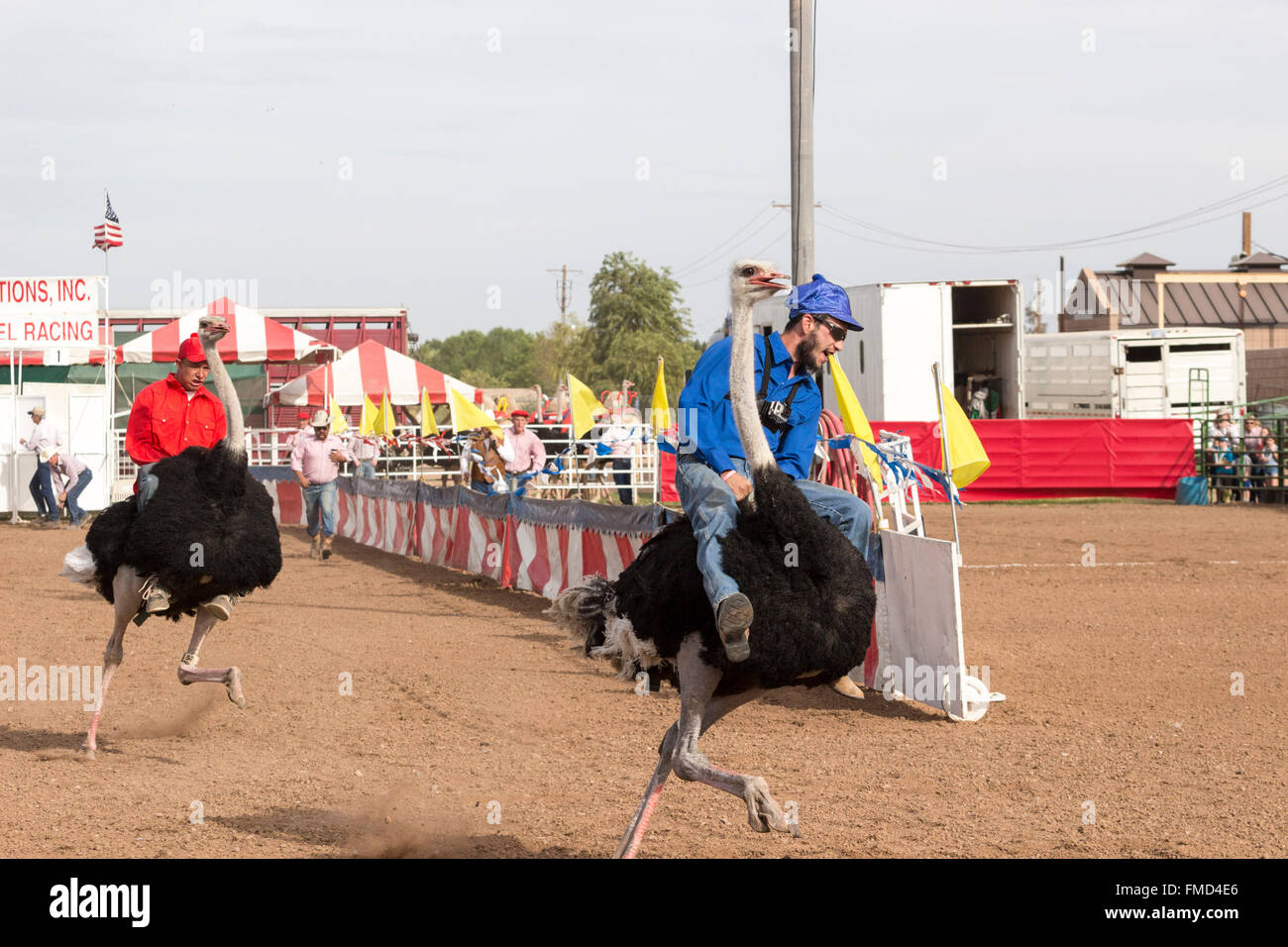 Chandler, Arizona, USA. 11th March, 2016. Riders race ostriches at the ...