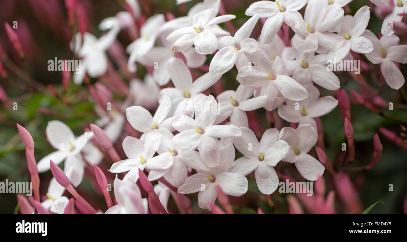Pink Jasmine (aka White Jasmine) - Jasminum polyanthum, in bloom. Stock Photo
