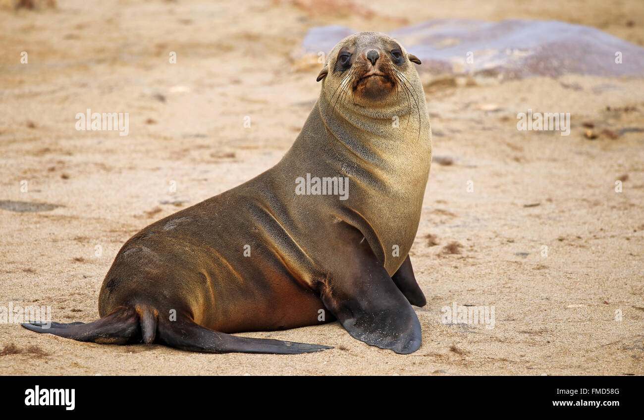 South African fur seal, cape cross, Arctocephalus pusillus Stock Photo