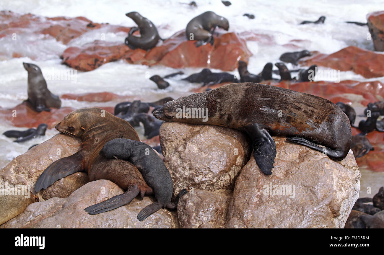 South African fur seals, cape cross, Arctocephalus pusillus Stock Photo