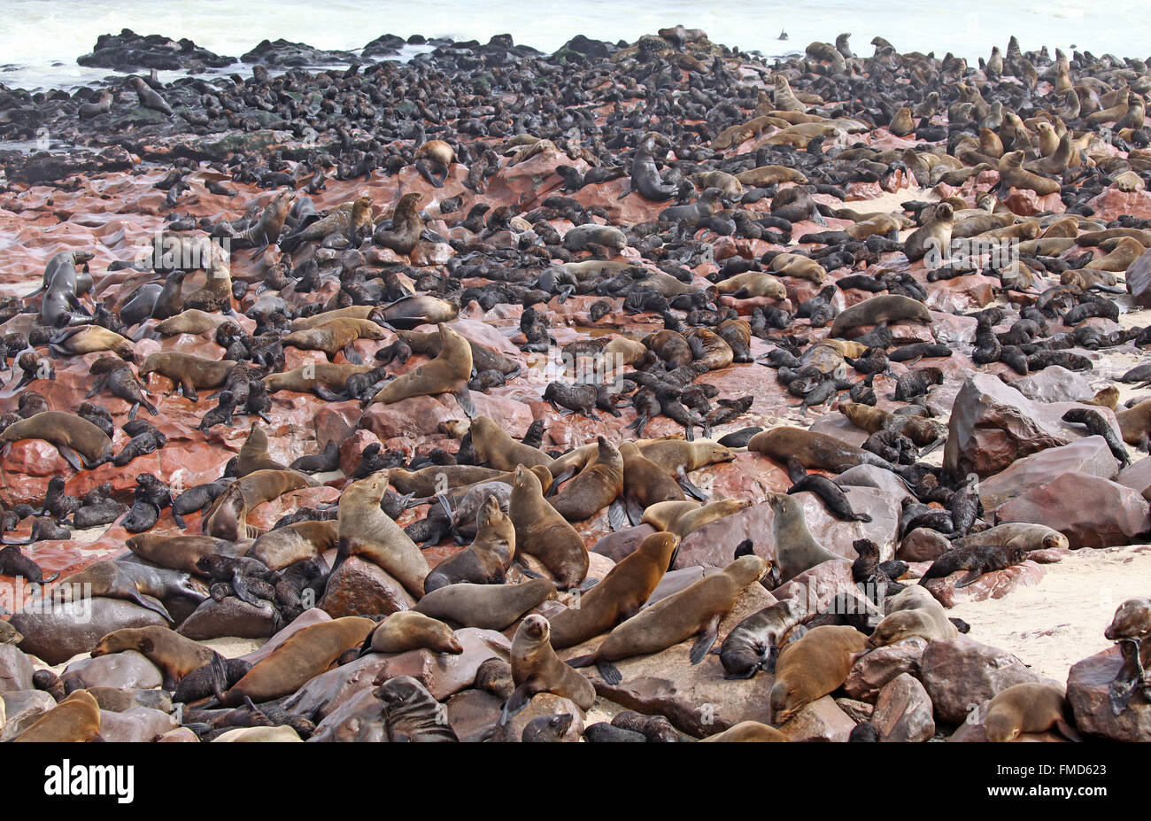 many South African fur seals, cape cross, Arctocephalus pusillus Stock Photo