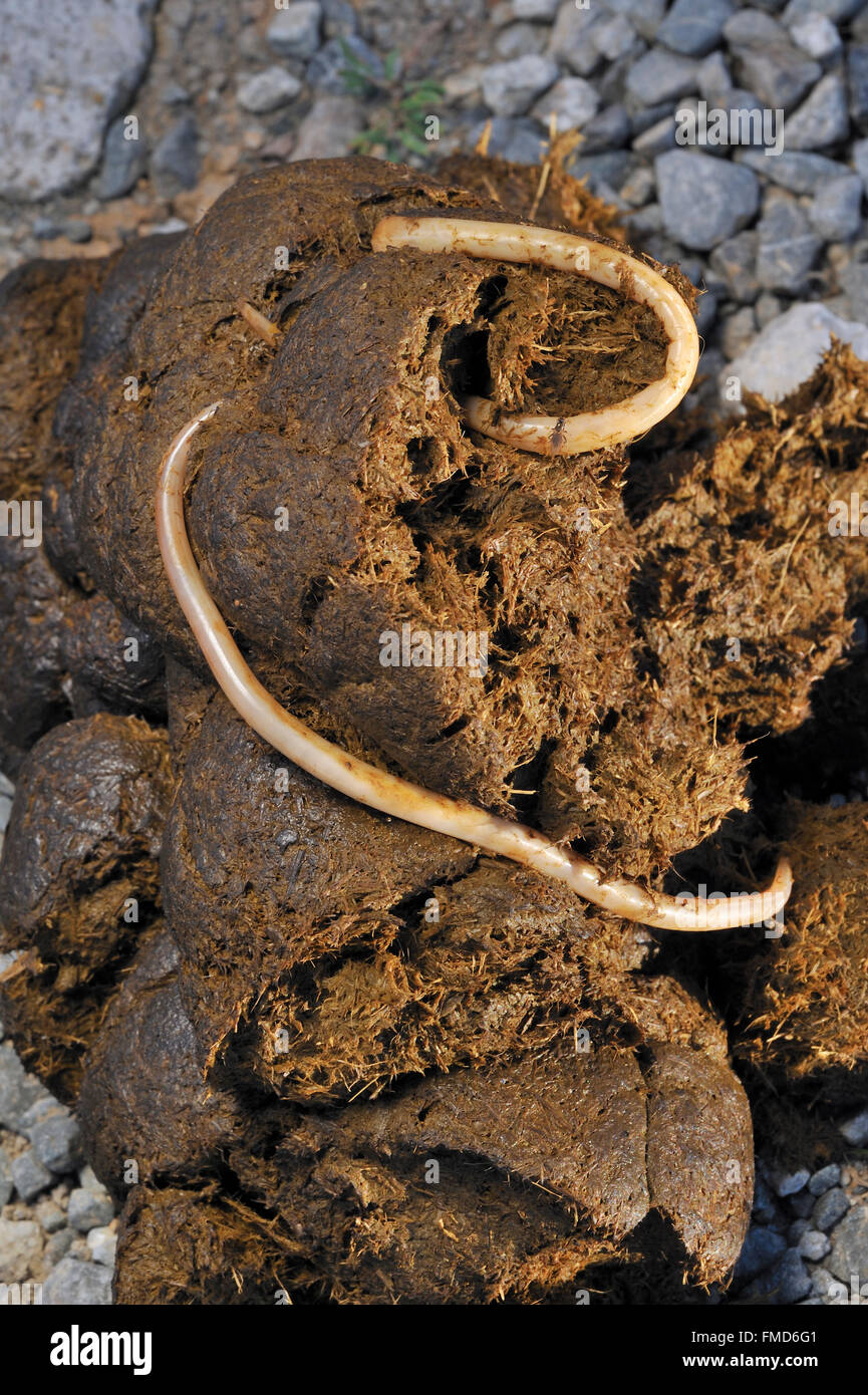Horse roundworm / Equine roundworms (Parascaris equorum) in horse dung Stock Photo