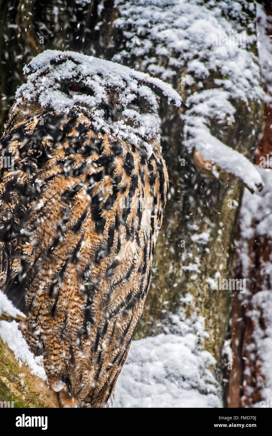 Eurasian eagle-owl / European eagle owl (Bubo bubo) with face covered in snow perched in tree during snow shower in winter Stock Photo