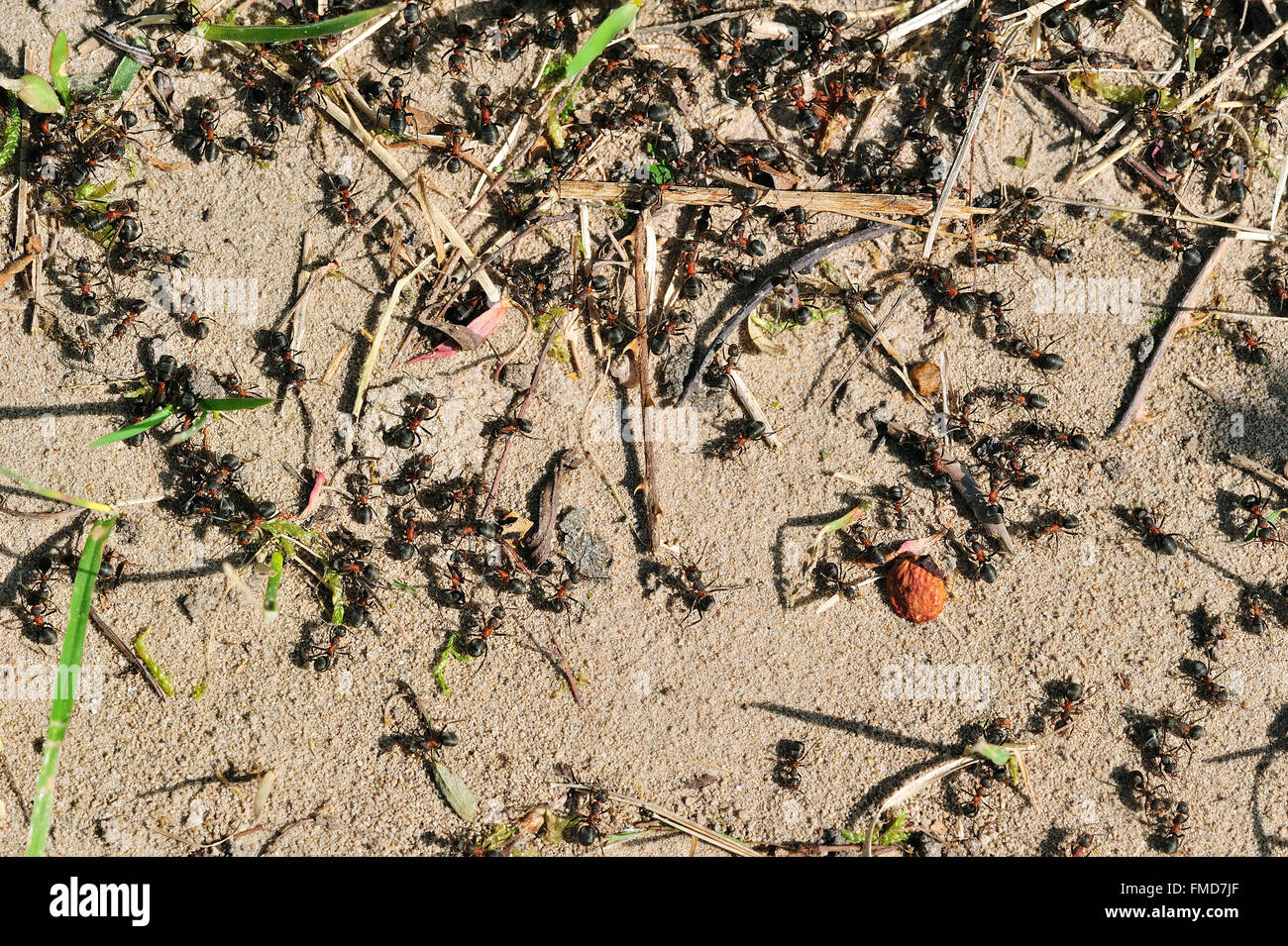 Black-backed meadow ants (Formica pratensis / Formica pratensis var. nigricans) foraging on the ground Stock Photo