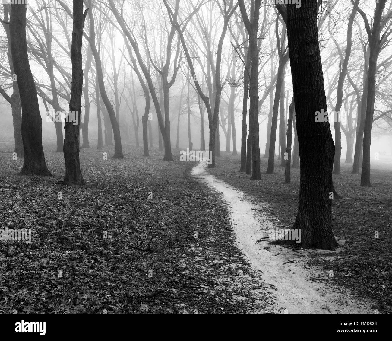 A walking path cuts through the fog at White Rock Lake, Dallas, Texas Stock Photo