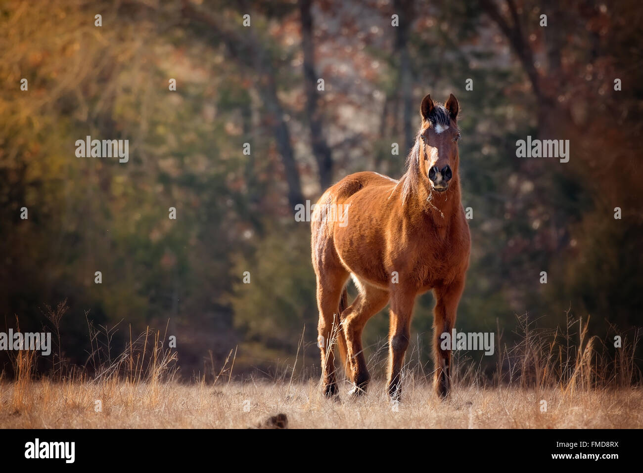 Arabian horse stands in a field with sun shining on it. Stock Photo