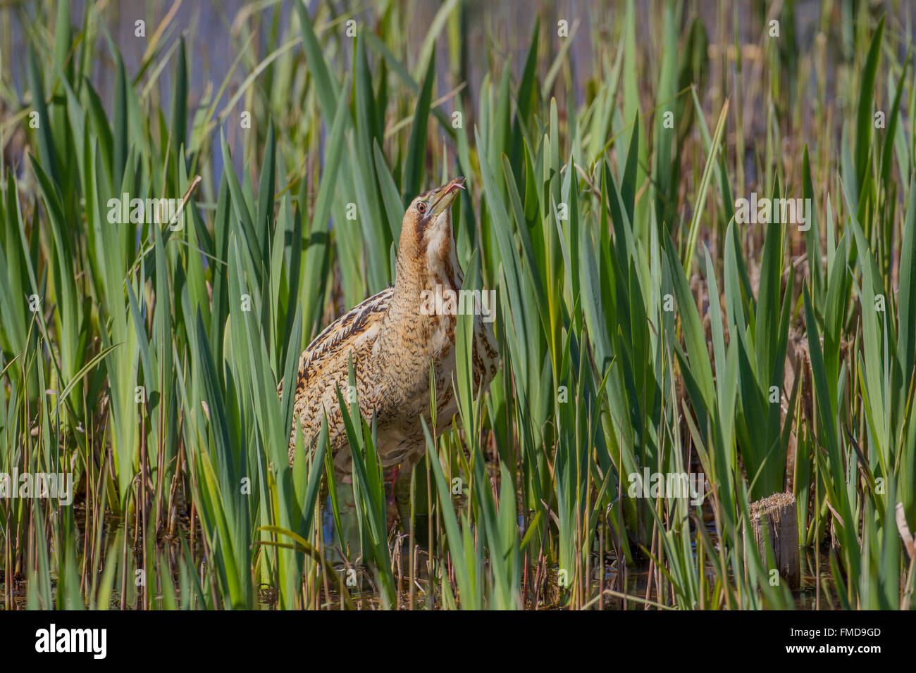 Bittern In Reed Bed Botaurus High Resolution Stock Photography and