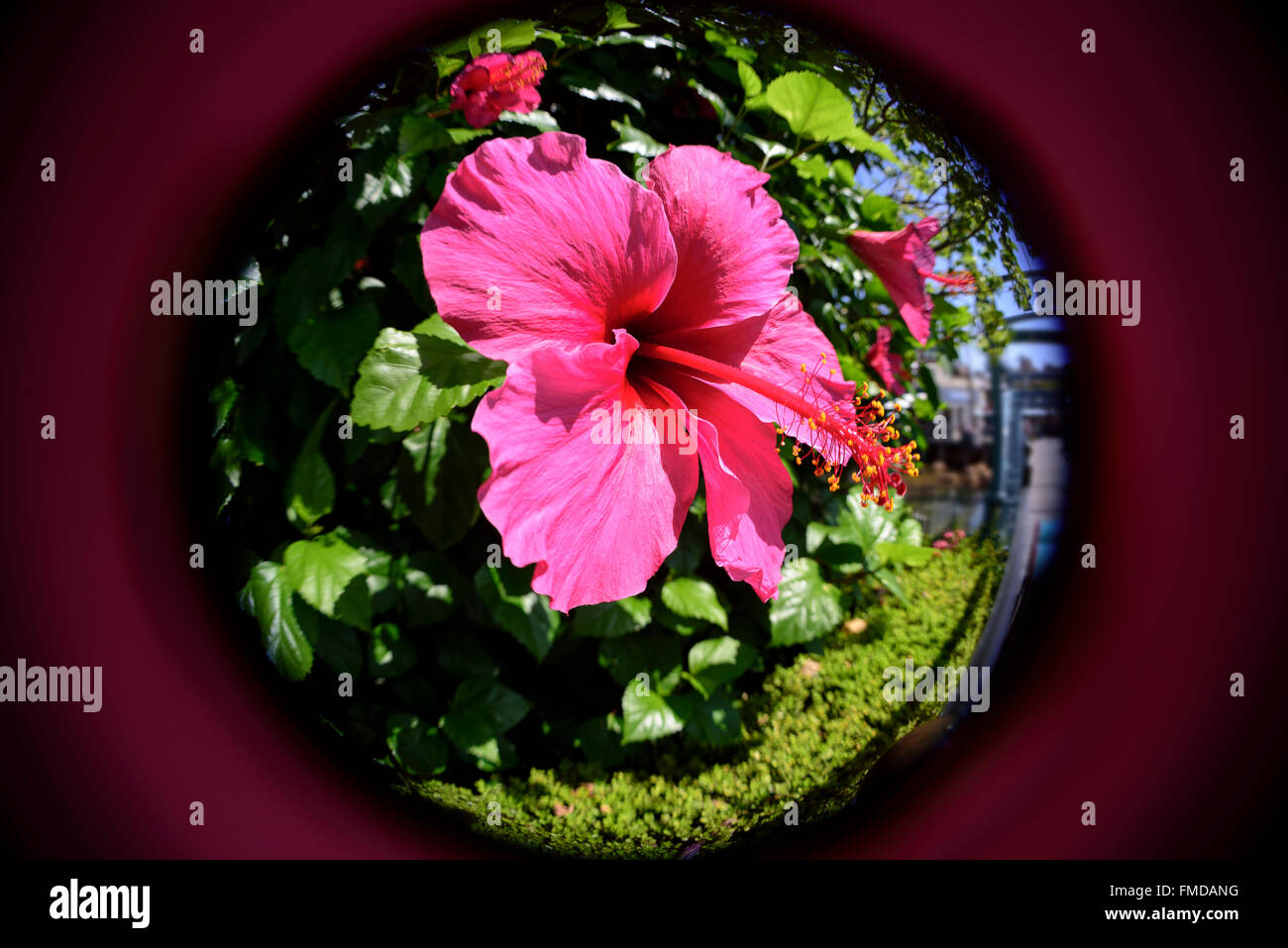 Close up view with fish-eye of pink Hibiscus flower. Stock Photo