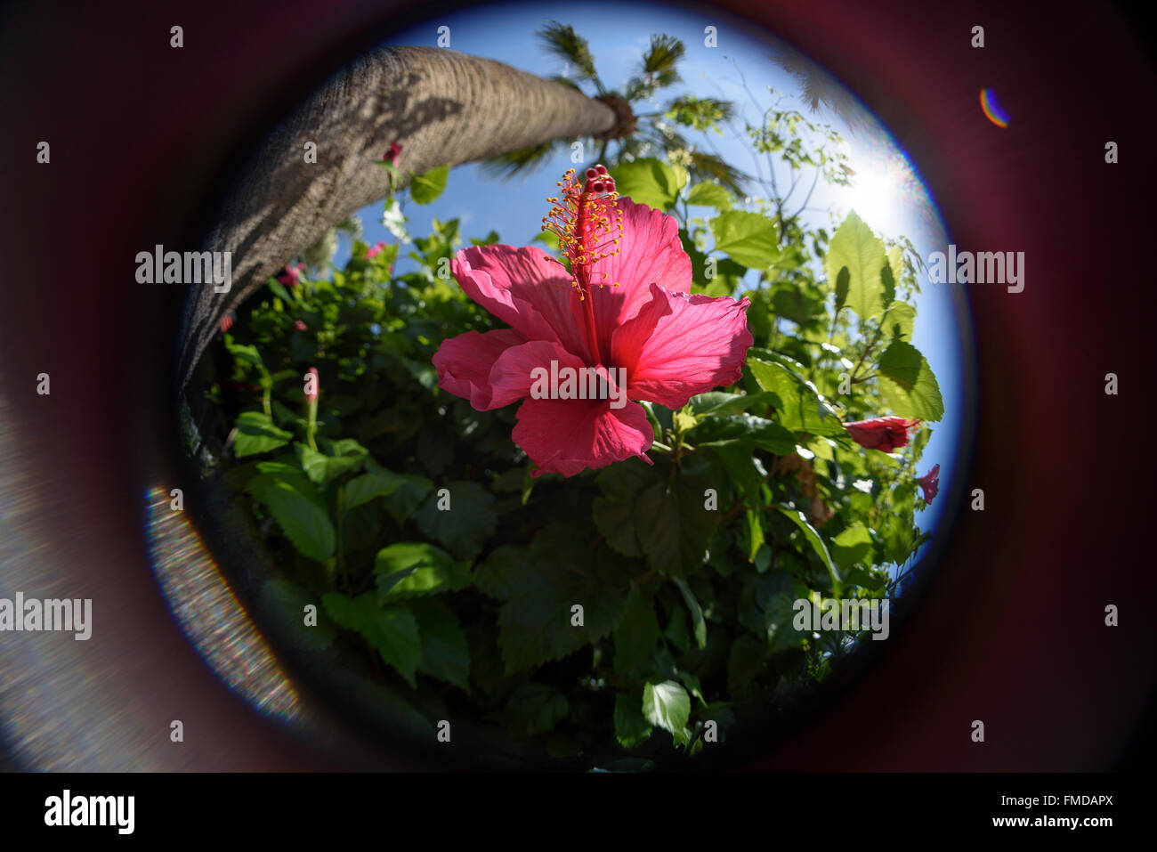 Fish-eye view up close of pink Hibiscus, palm tree under blue sky with sun. Stock Photo