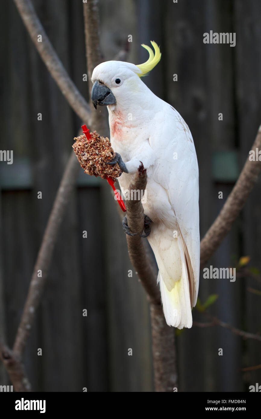 White Cockatoo Stock Photo