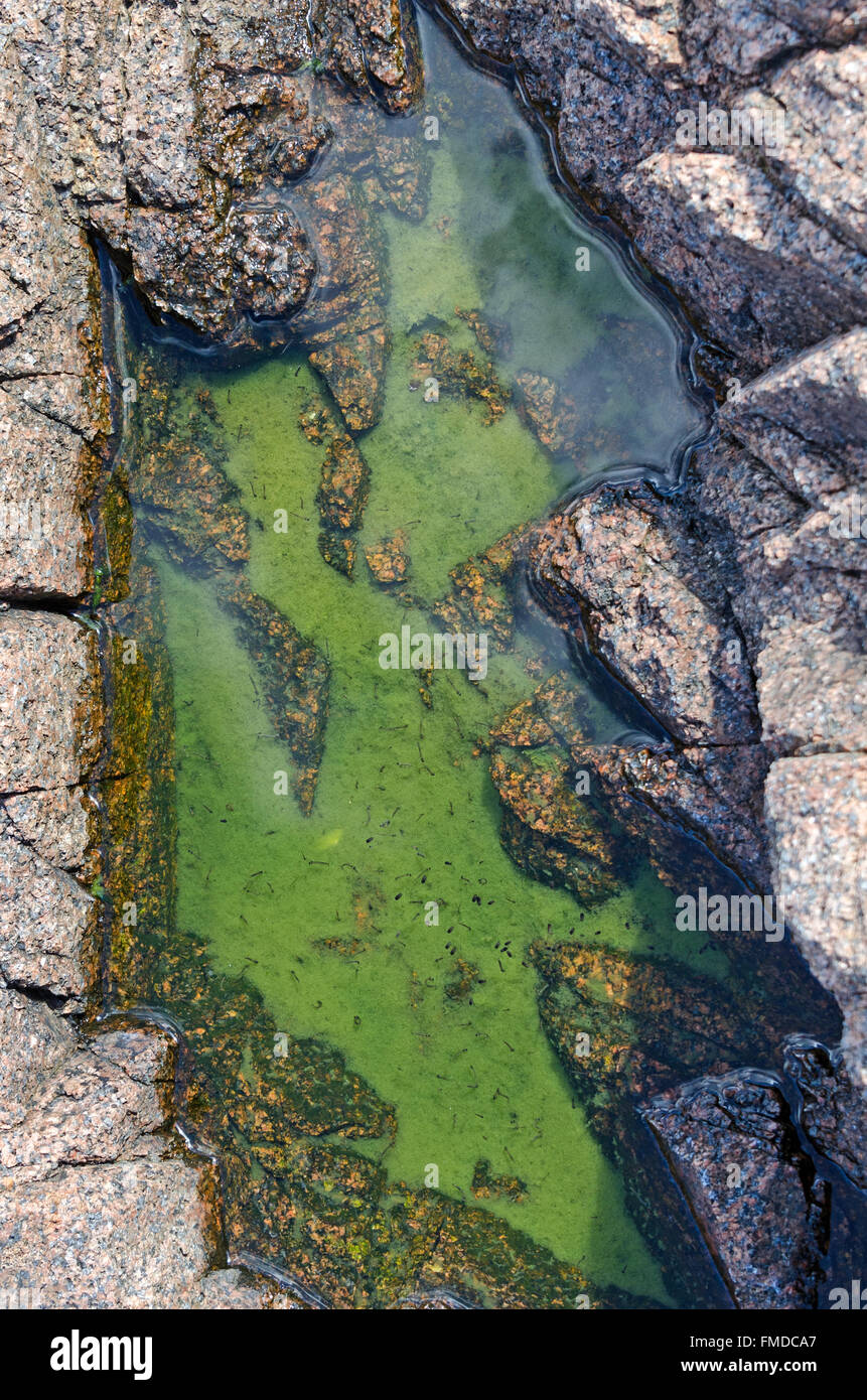 Mosquito larvae and pupae in a pool of brackish water in Acadia National Park, Maine. Stock Photo