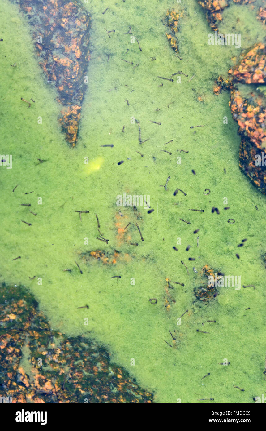 Mosquito larvae and pupae in a brackish pool of water in Acadia National Park, Maine. Stock Photo
