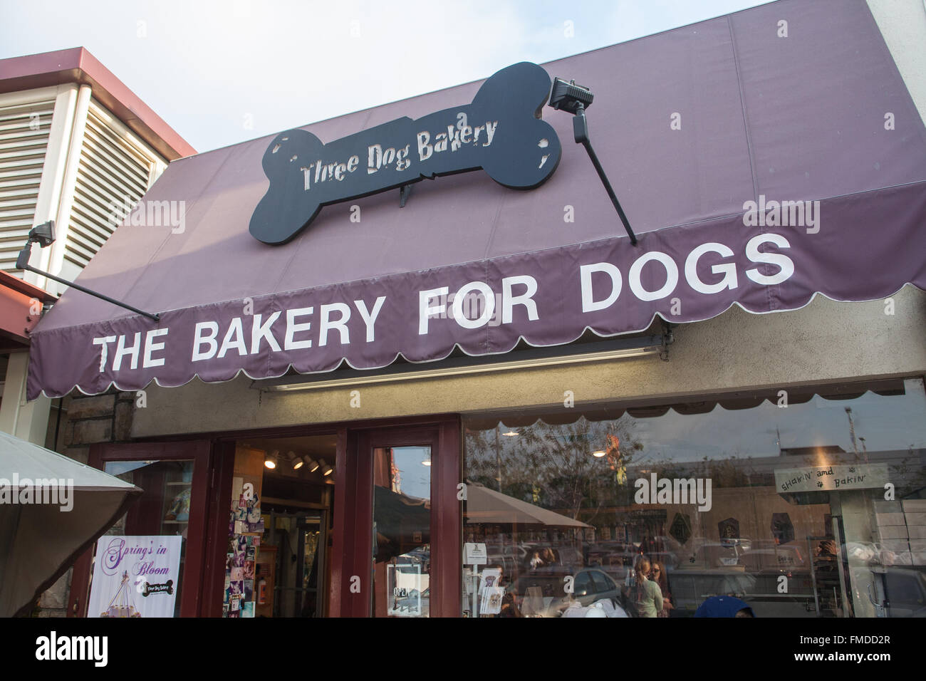 Dog hotsell store downtown