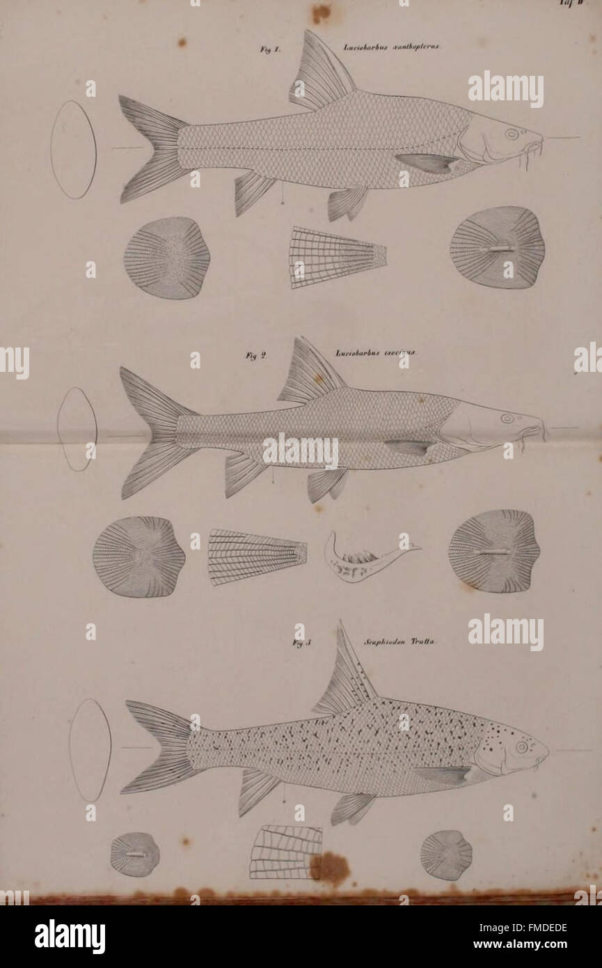 Abbildungen und Beschreibungen der Fische Syriens (Taf. IV) Stock Photo
