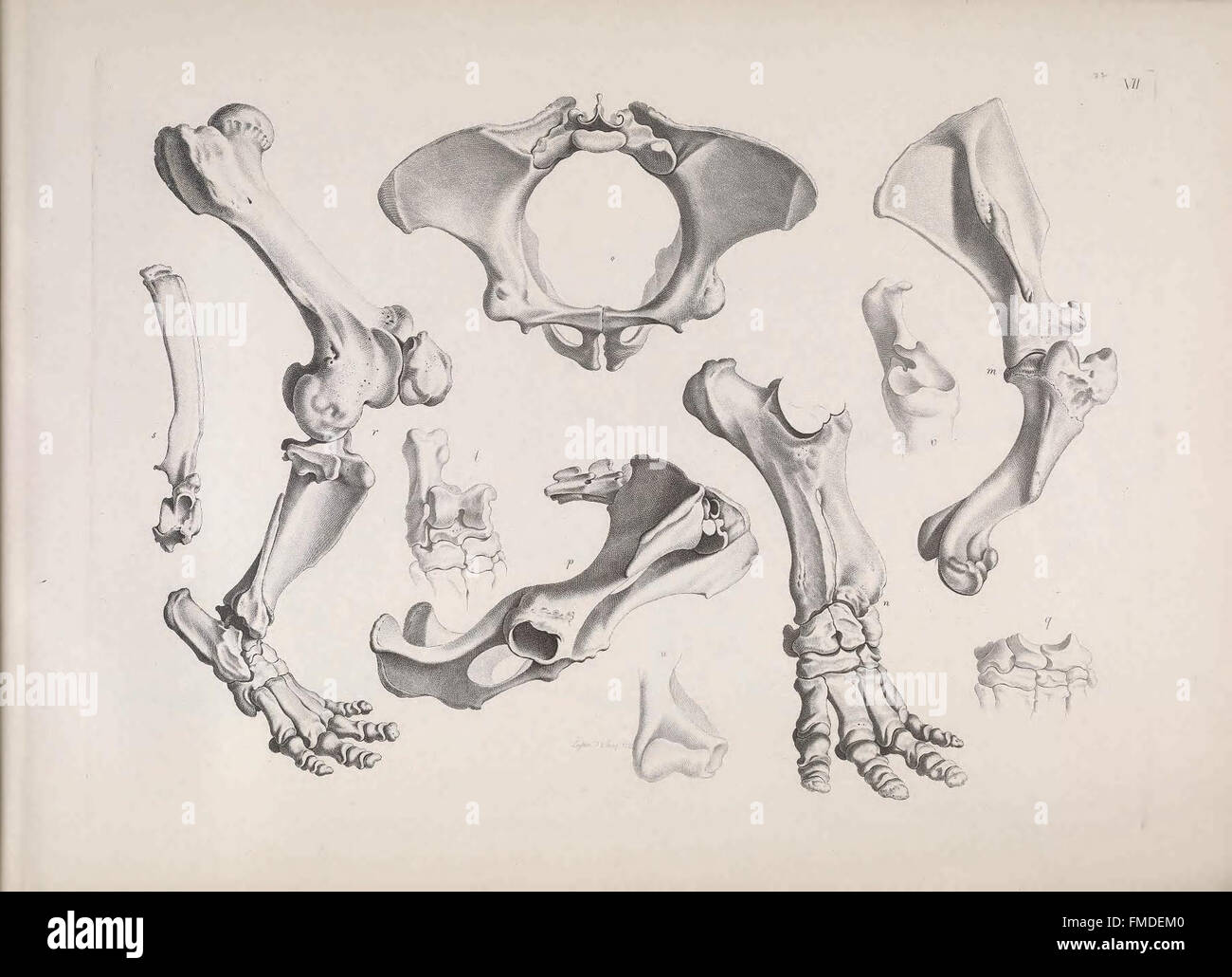 Die vergleichende Osteologie (Pl. VII) Stock Photo