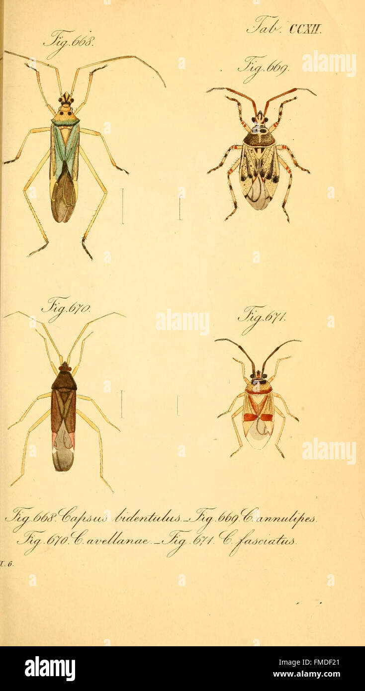 'Die wanzenartigen Insecten' translates to 'The Bug-like Insects.' This ...