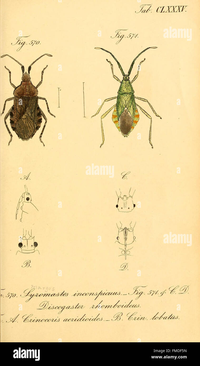An illustration from 'Die wanzenartigen Insecten', Plate 185, depicting ...