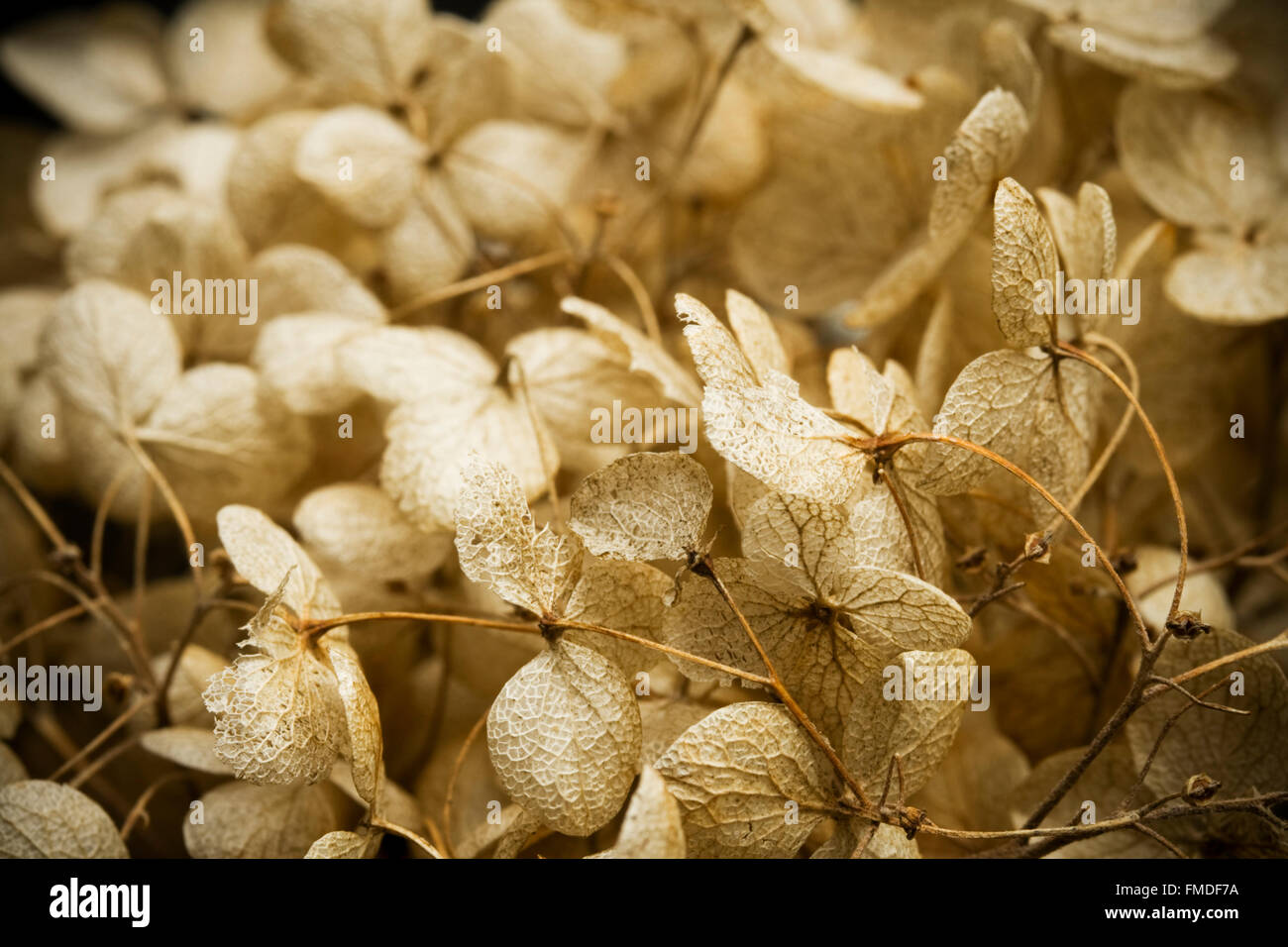 Dried Hydrangea flower Stock Photo