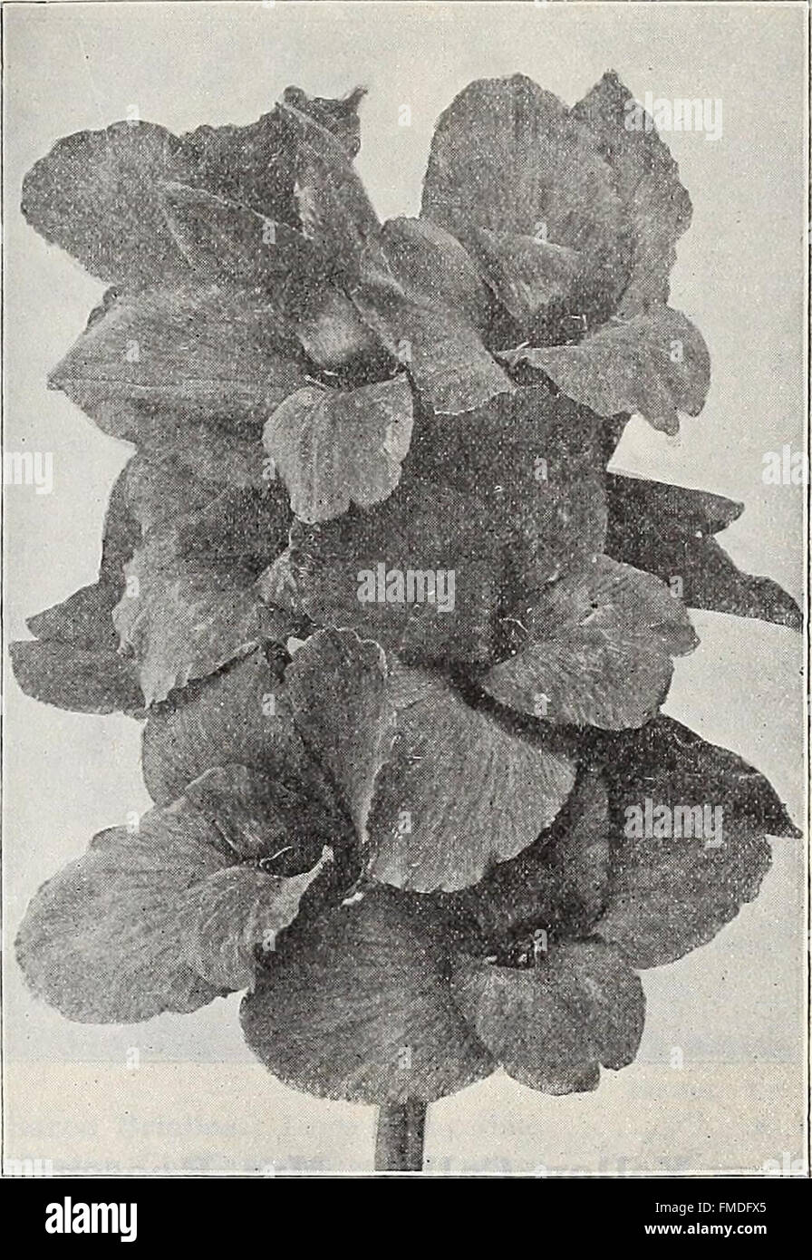 Dreer's wholesale price list - flower seeds plants vegetable seeds, grass seeds fertilizers, insecticides, sundries, etc., etc (1906) Stock Photo