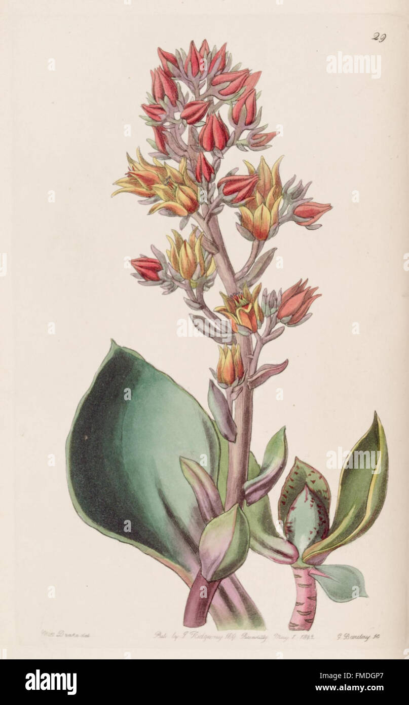 'Edwards's Botanical Register' presents detailed botanical ...