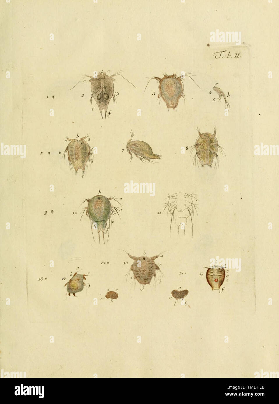 'Entomostraca seu Insecta Testacea' features a detailed study of ...