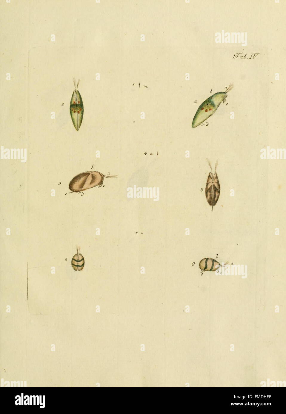 *Entomostraca seu Insecta Testacea* focuses on the study of crustaceans ...