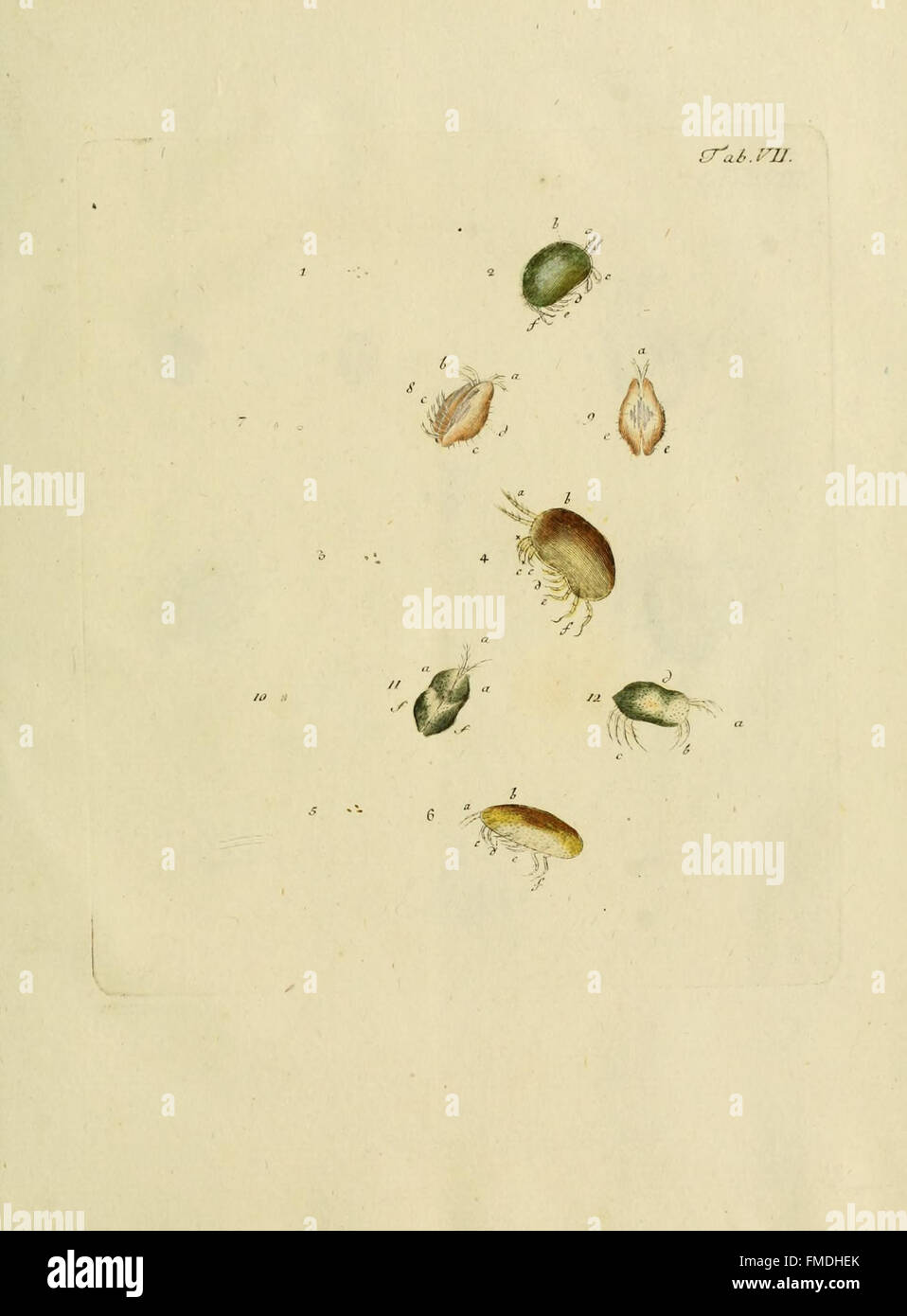 A study on entomostracans (crustaceans) and shelled insects, with ...