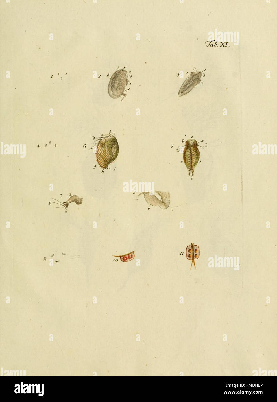 Tab. XI from 'Entomostraca seu Insecta Testacea' depicts various ...