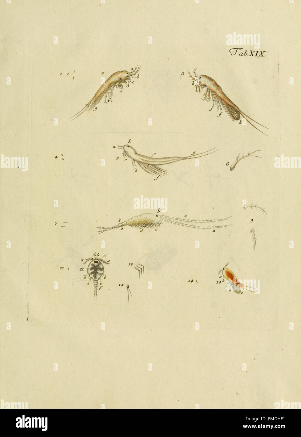 Plate XIX from 'Entomostraca seu Insecta Testacea' illustrates various ...