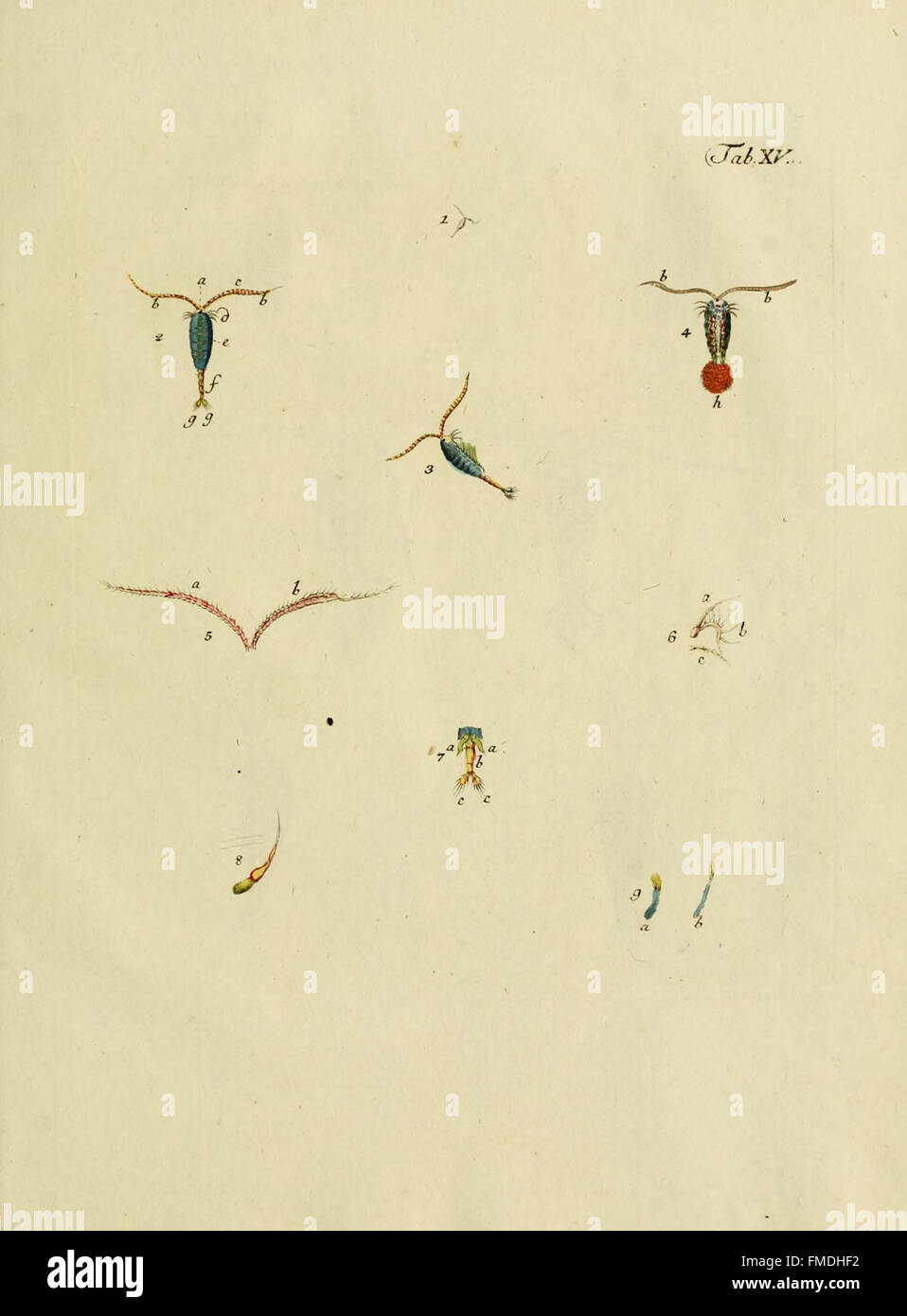 Tab. XV from 'Entomostraca seu insecta testacea' (Entomostraca or ...