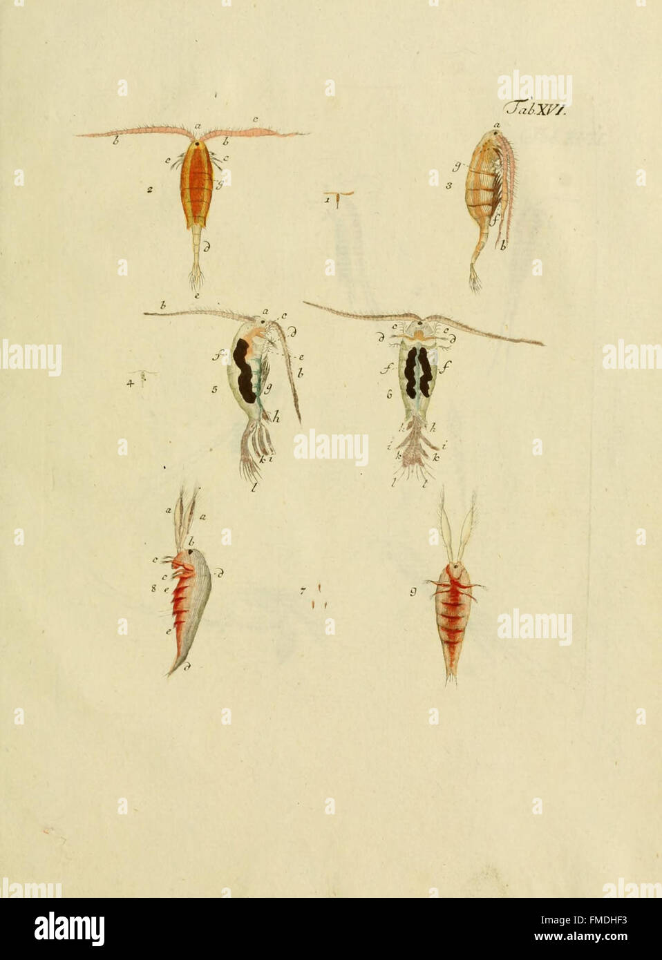 'Entomostraca seu Insecta Testacea' (Tab. XVI) presents a detailed ...
