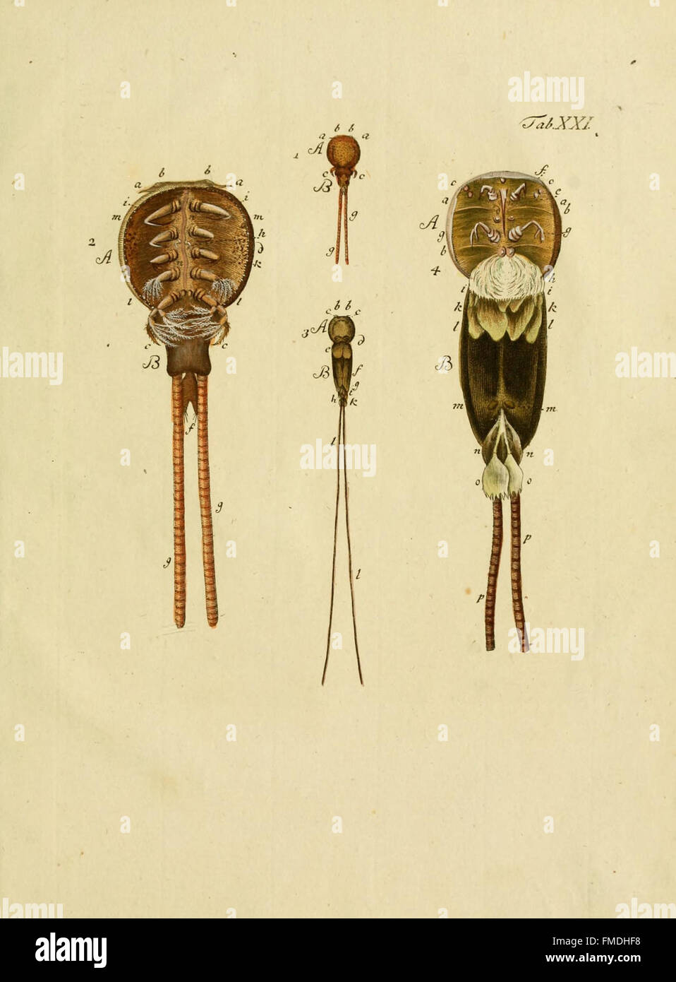 Tab. XXI from *Entomostraca Seu Insecta Testacea* features ...