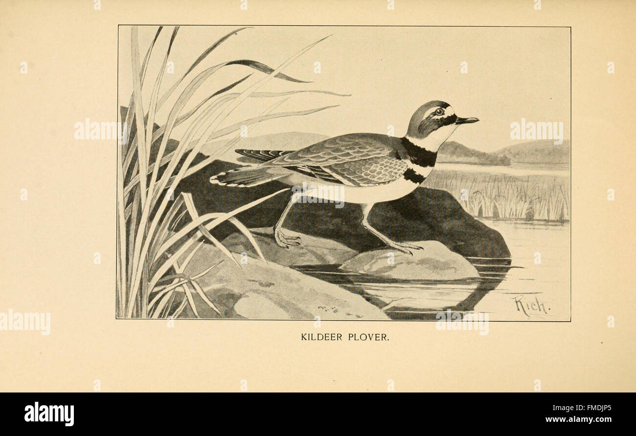 Feathered game of the Northeast (Pl. 12 Stock Photo Alamy