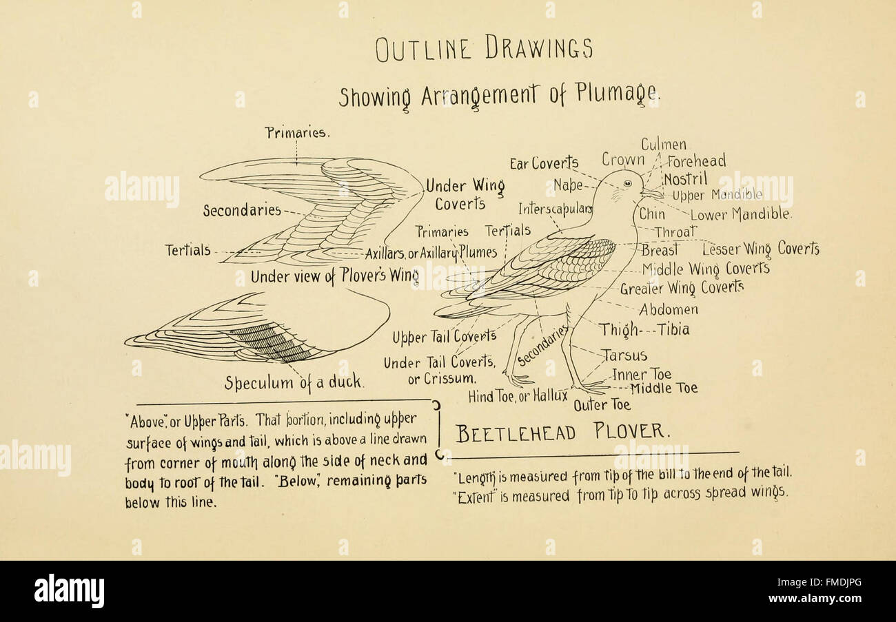 Feathered game of the Northeast (Pl. 2 Stock Photo Alamy