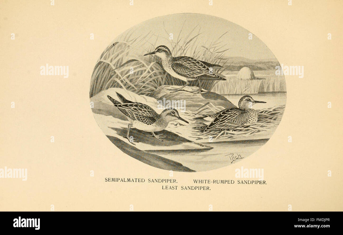 Feathered game of the Northeast (Pl. 26 Stock Photo Alamy