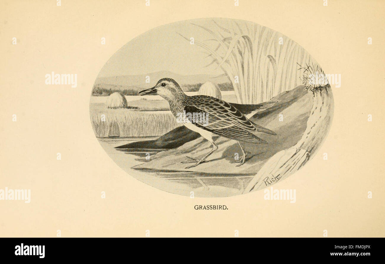 Feathered game of the Northeast (Pl. 27 Stock Photo Alamy