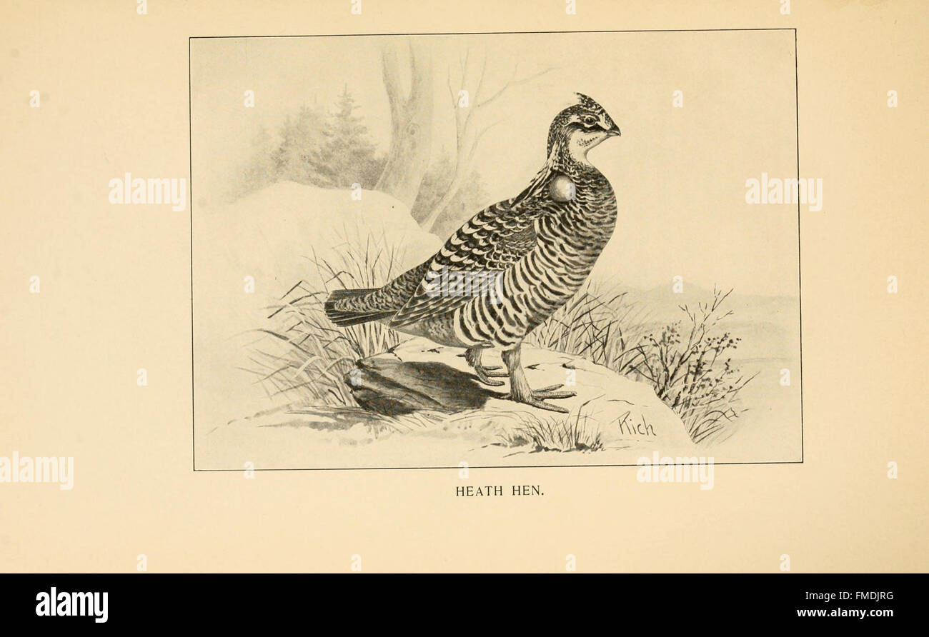 Feathered game of the Northeast (Pl. 4 Stock Photo Alamy