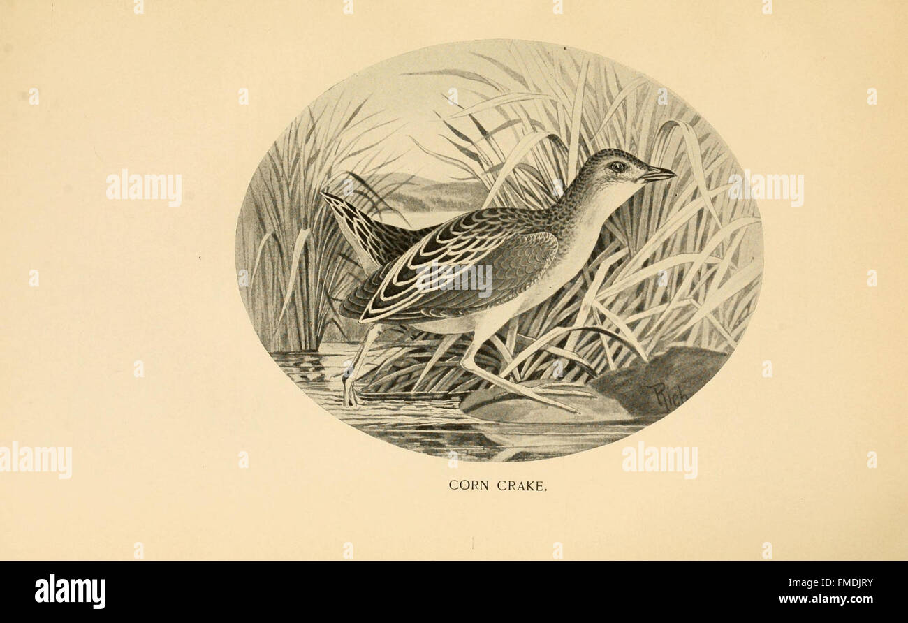 Feathered game of the Northeast (Pl. 48 Stock Photo Alamy