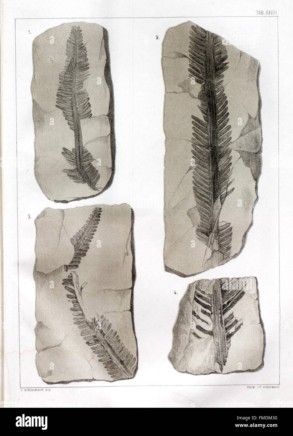 Tab. XXVIII from 'Flora Fossilis Formationis Oolithicae' features ...
