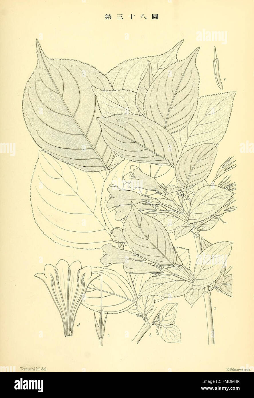 Flora sylvatica koreana hi-res stock photography and images - Alamy