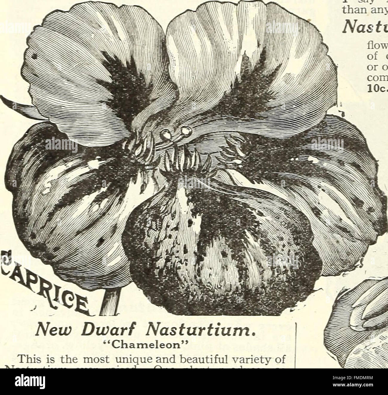 'Flowers and Vegetables for 1920 Springtime' offers guidance on ...