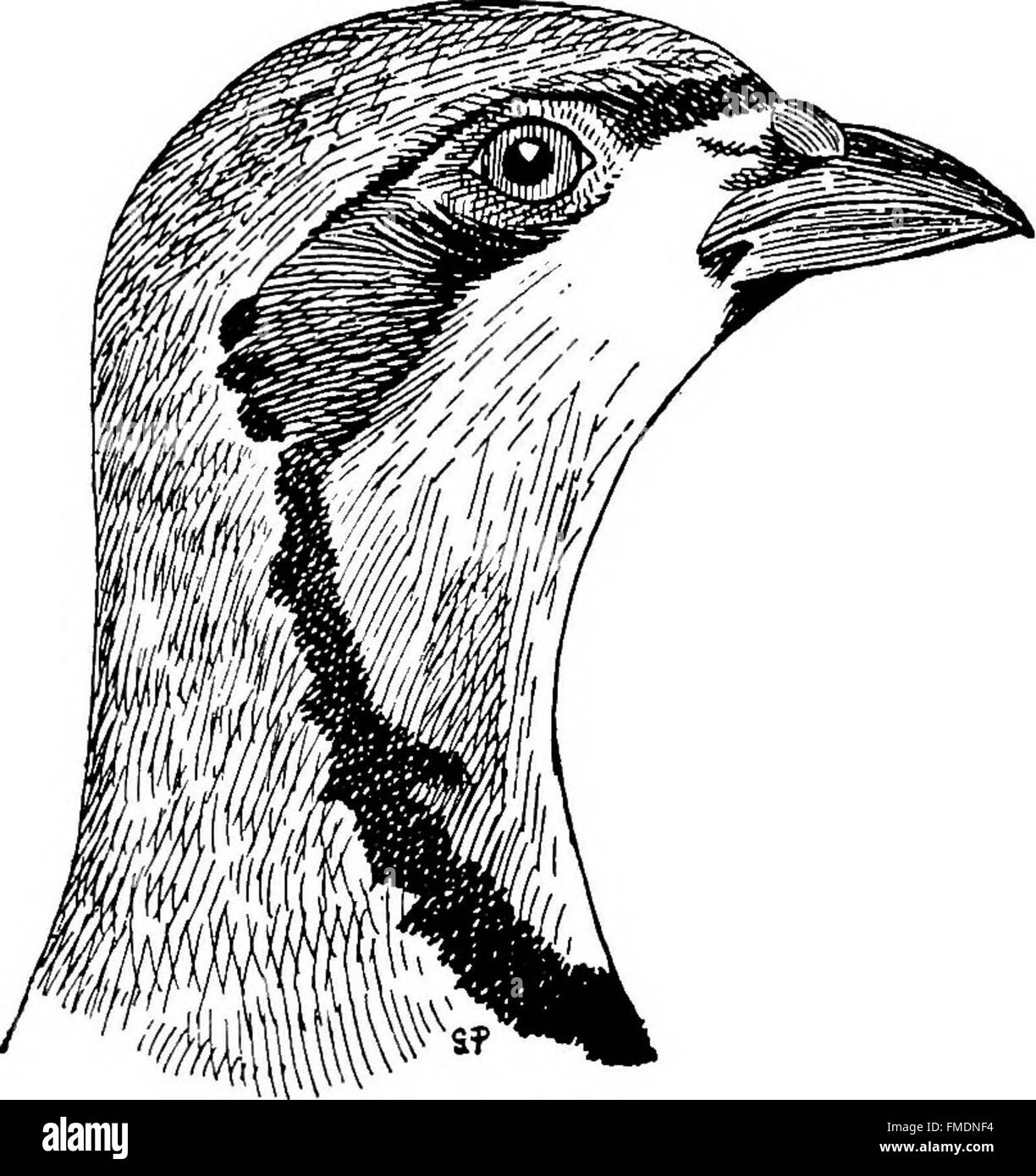 Game Shore And Water Birds Of India With Additional References To